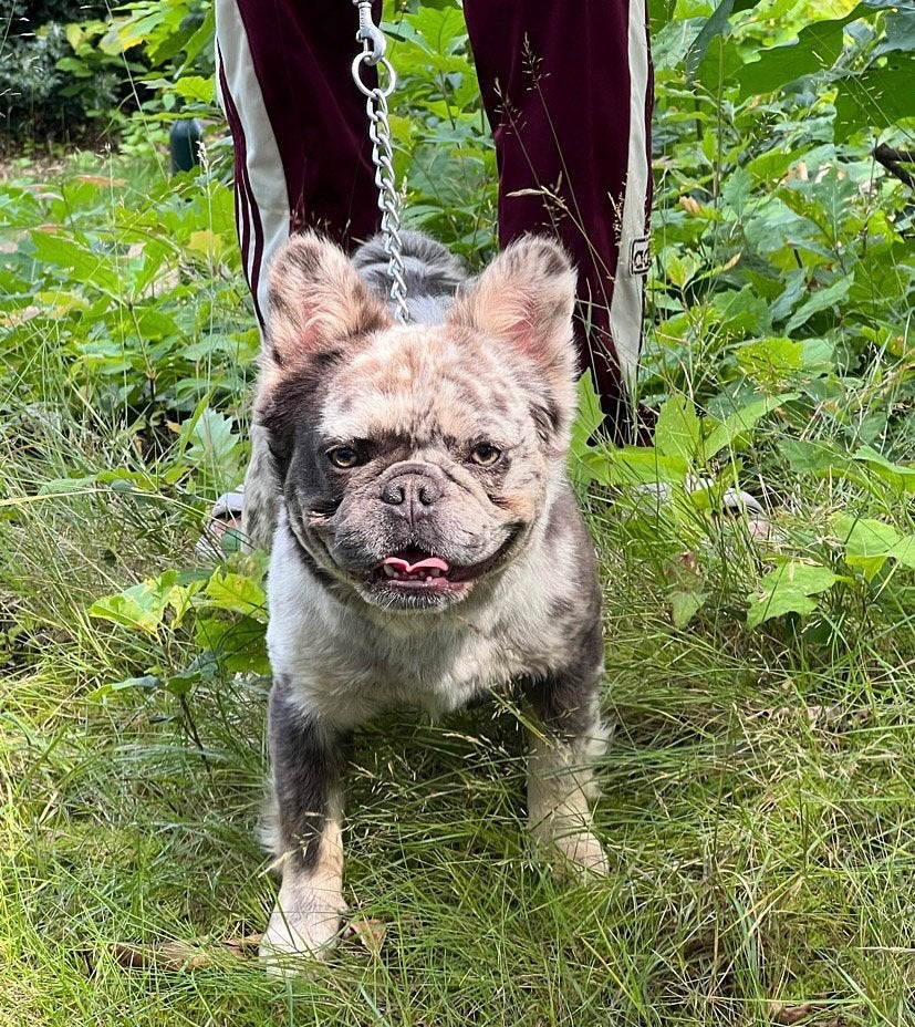 Franse bulldog fluffy merle, Dieren en Toebehoren, 1 tot 2 jaar, Eén hond, CDV (hondenziekte), Nederland
