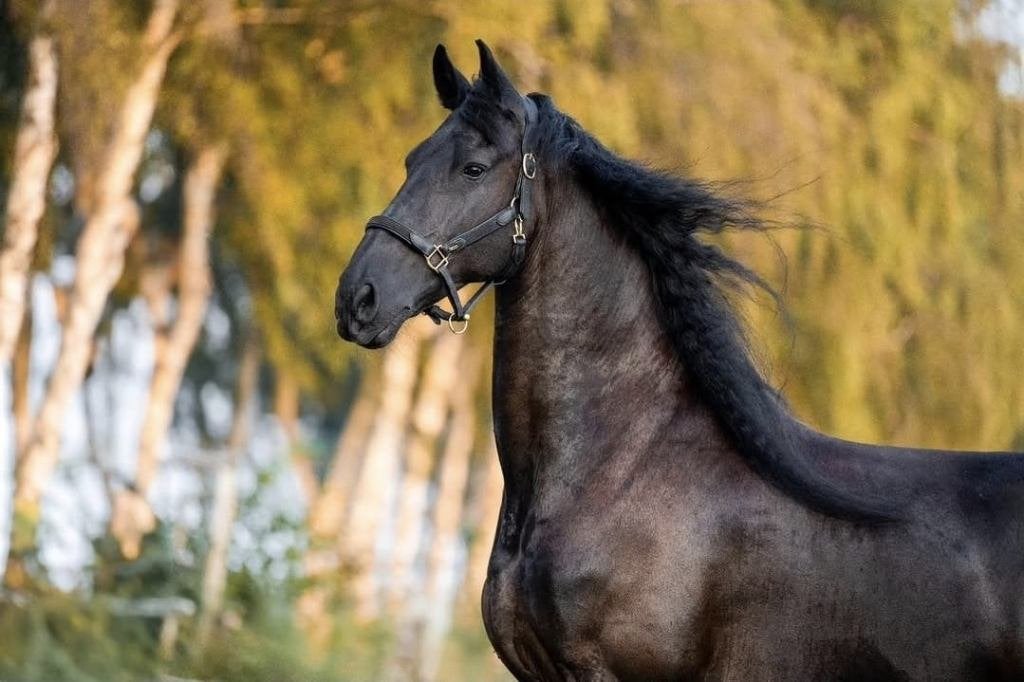 Pensio(e)nplek/rustige stalling beschikbaar, Weidegang, 1 paard of pony