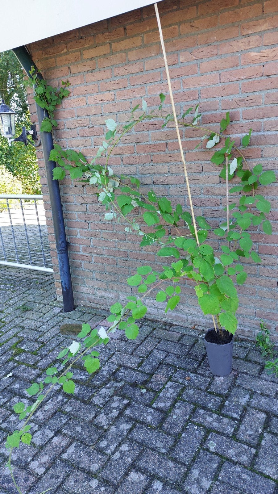 1 grote Japanse wijnbes en meer jonge planten, Ophalen