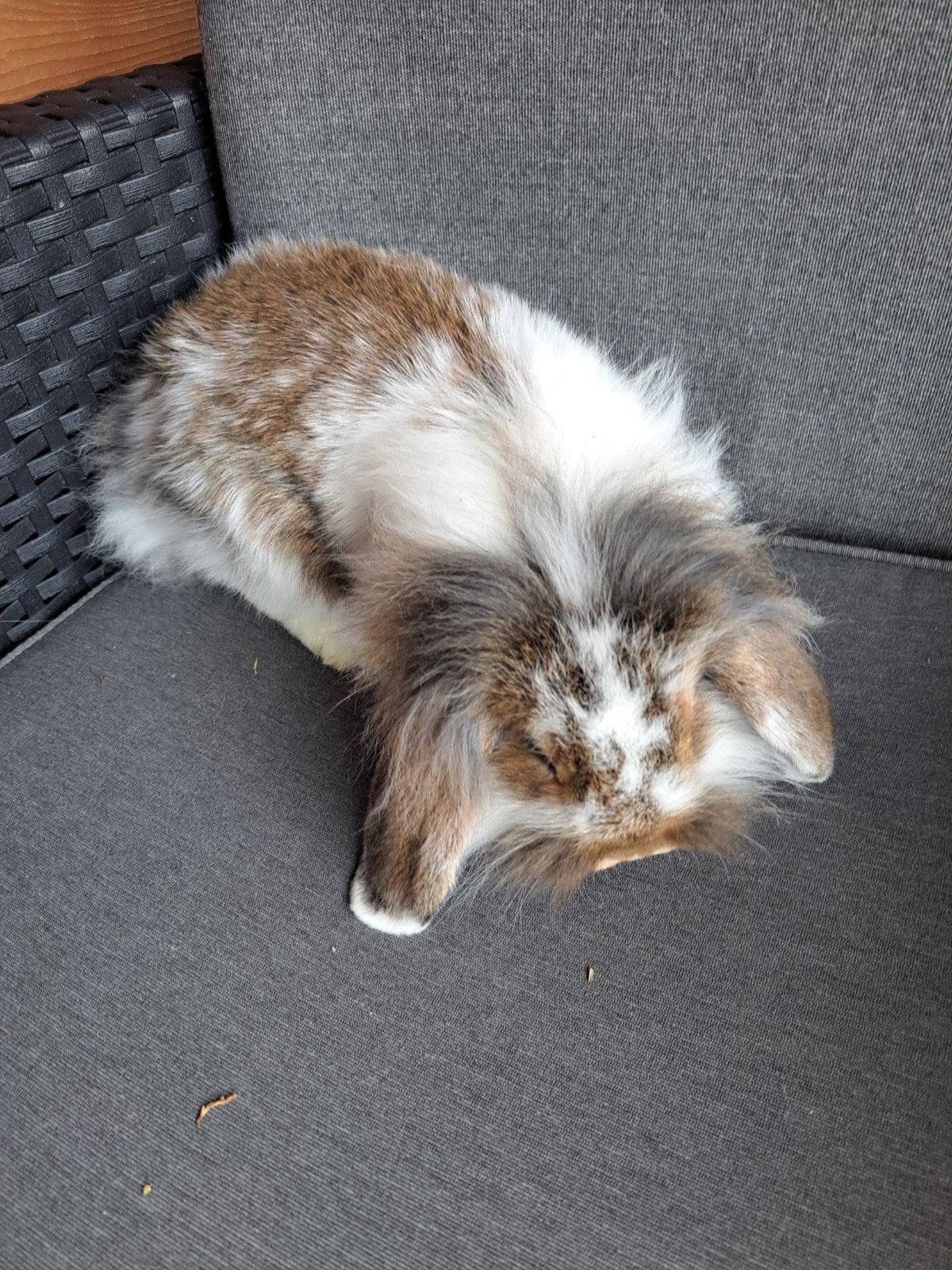 3 jonge Dwerghangoor konijnen 8 weken oud, Meerdere dieren