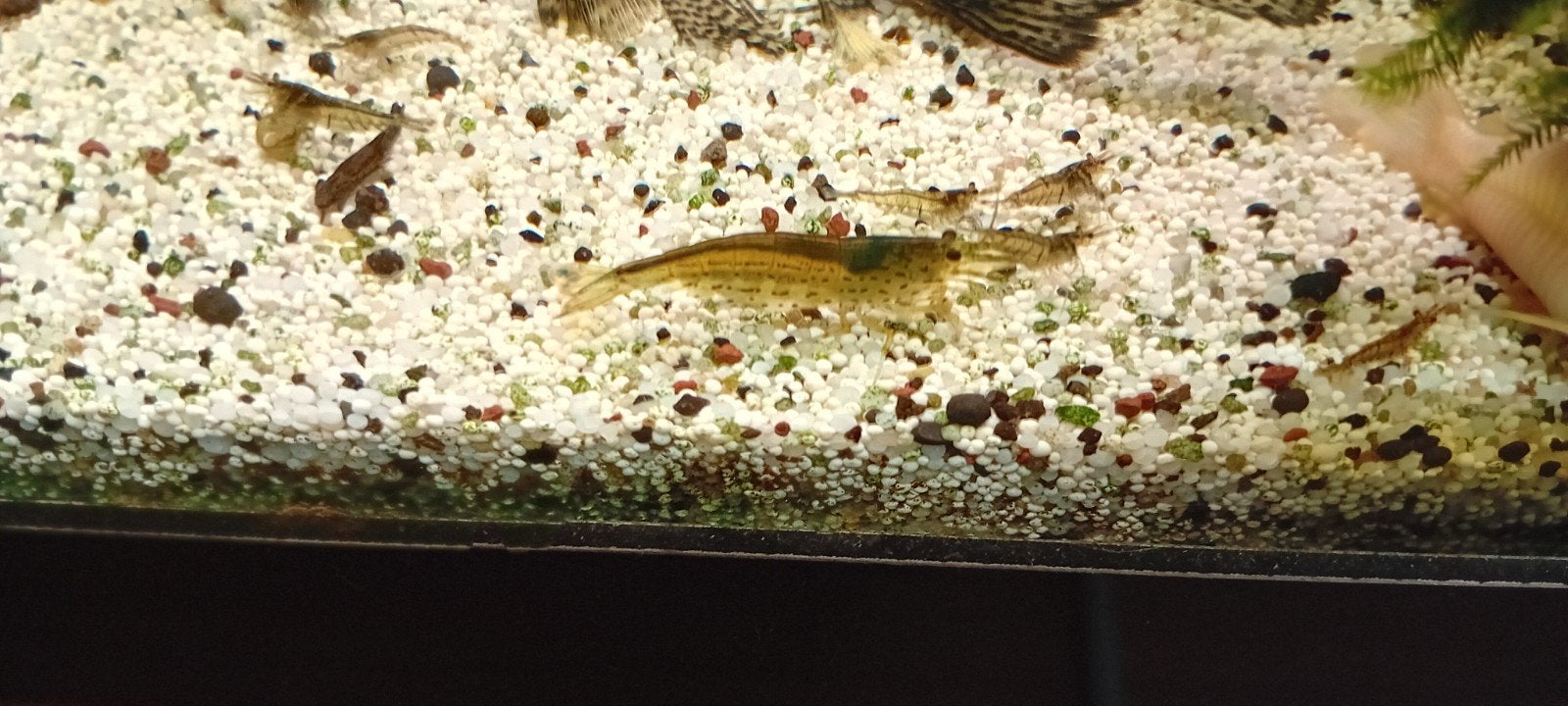 Amano garnalen xl alleen ophalen, Kreeft, Krab of Garnaal