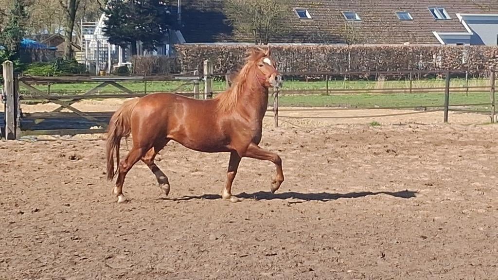 New Forest D-pony, Dieren en Toebehoren, Ruin, 3 tot 6 jaar, Met stamboom, Onbeleerd
