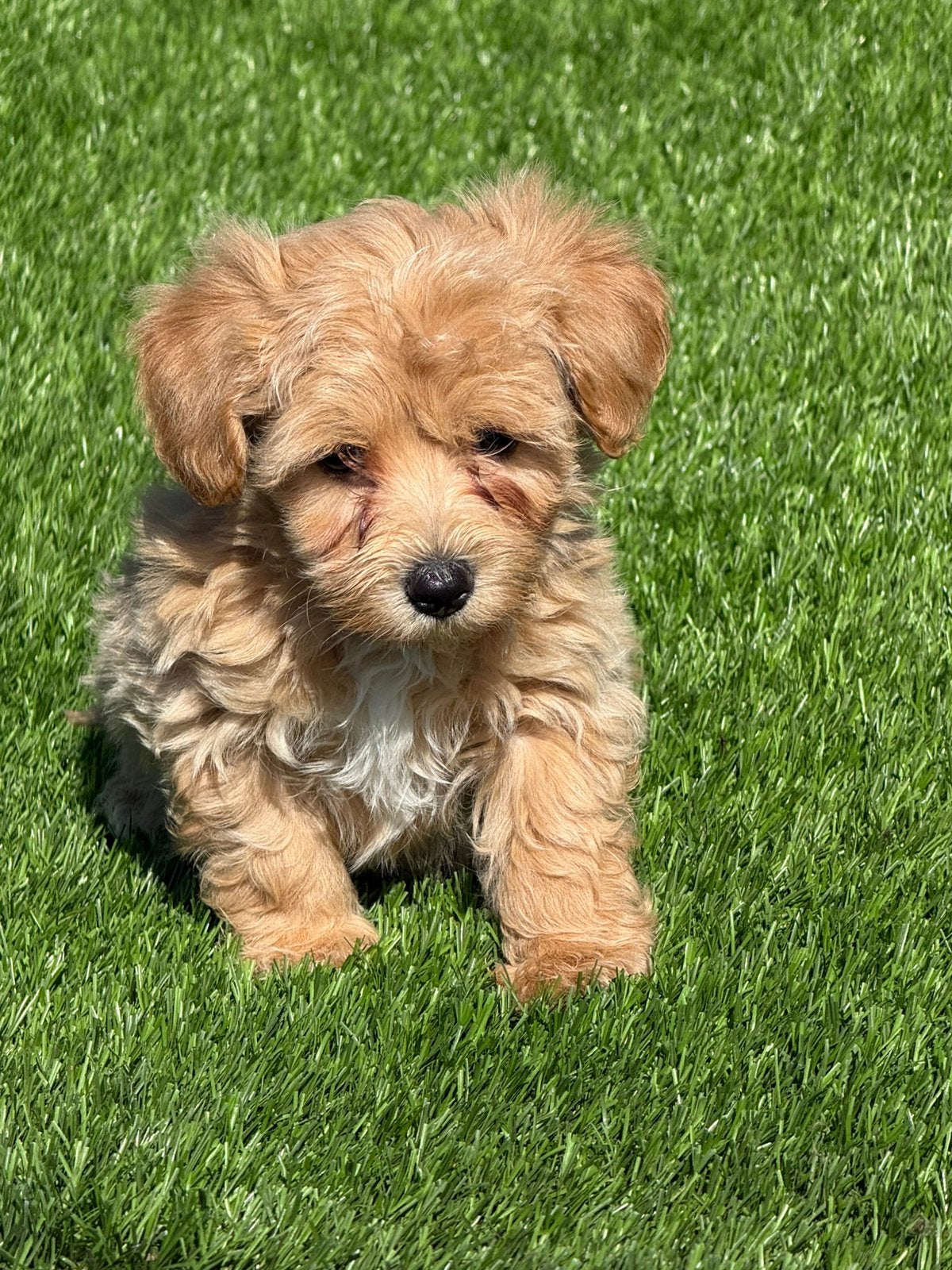 Super mooie maltipoo dwergpoedel x maltezer pups, Dieren en Toebehoren, Nederland, Overige rassen, 8 tot 15 weken, CDV (hondenziekte)