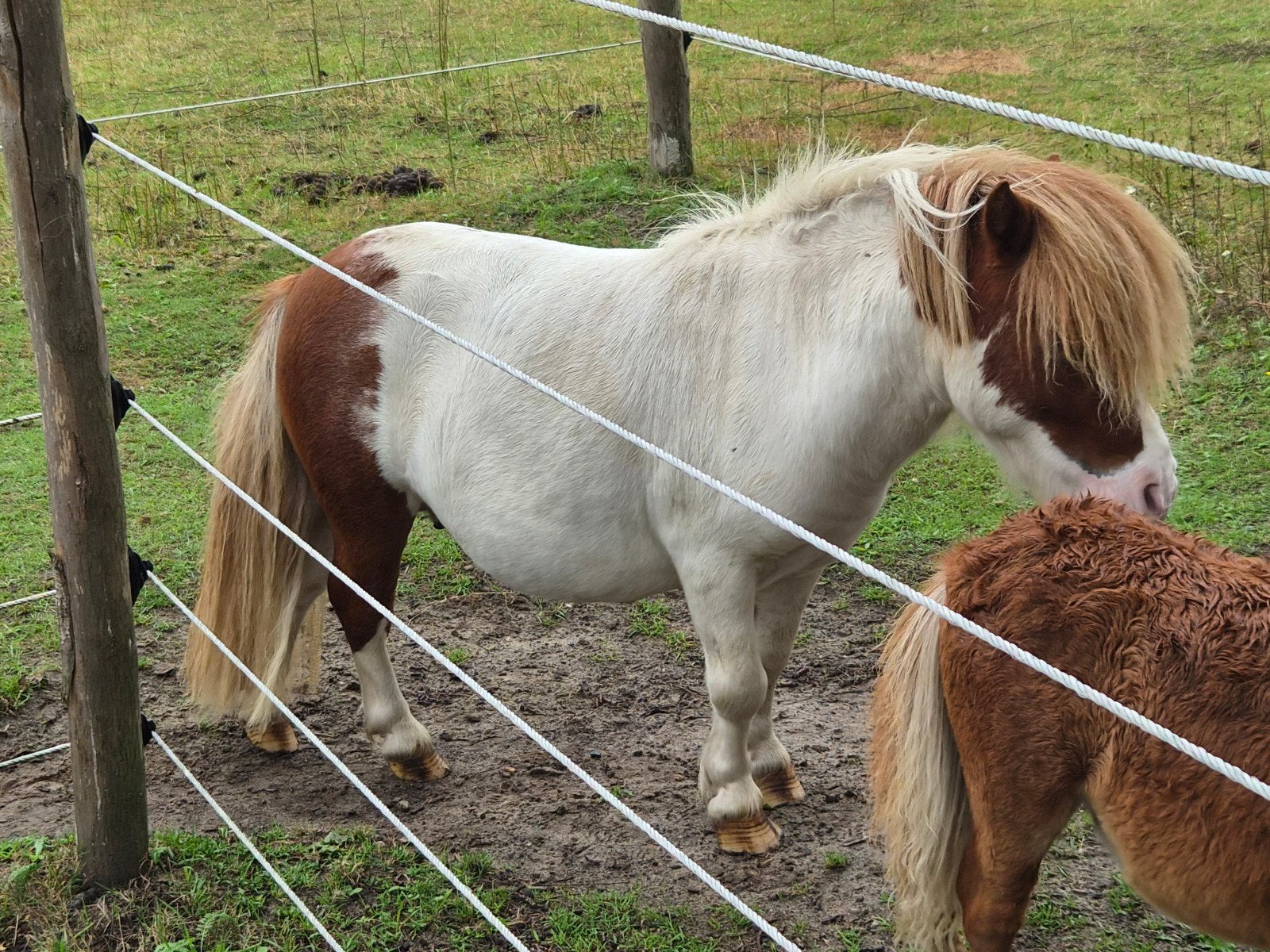 Te koop bonte hengst mini shetlander, Dieren en Toebehoren, Pony's, Hengst, A pony (tot 1.17m), 0 tot 2 jaar