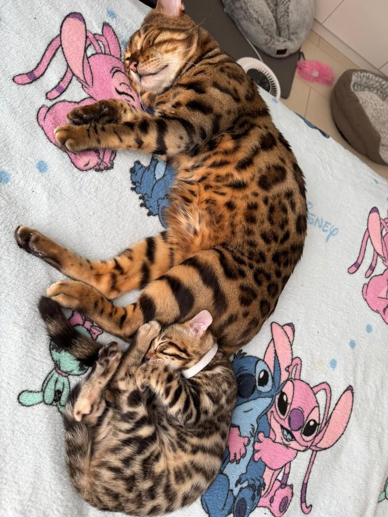 Prachtige Rasechte Bengaalse Kitten | Snow Mink x Brown, Dieren en Toebehoren, Katten en Kittens | Raskatten | Korthaar, Meerdere dieren