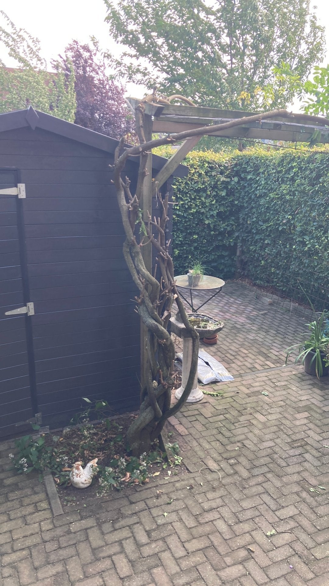 Blauweregen, Tuin en Terras, Ophalen, Halfschaduw, Overige soorten