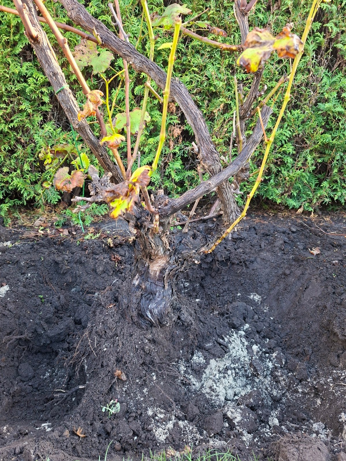 Wijnstok - Vitis Vinifera - Druivenplant, Ophalen, Volle zon, Vaste plant, Fruitplanten