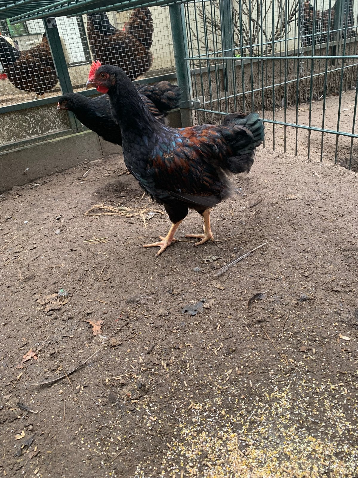 Te koop: raszuivere jonge Barnevelder hanen (groot soort), Dieren en Toebehoren, Mannelijk, Kip