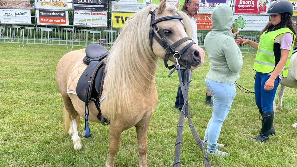 Paarden en ponys, Merrie, Dressuurpaard, 0 tot 2 jaar