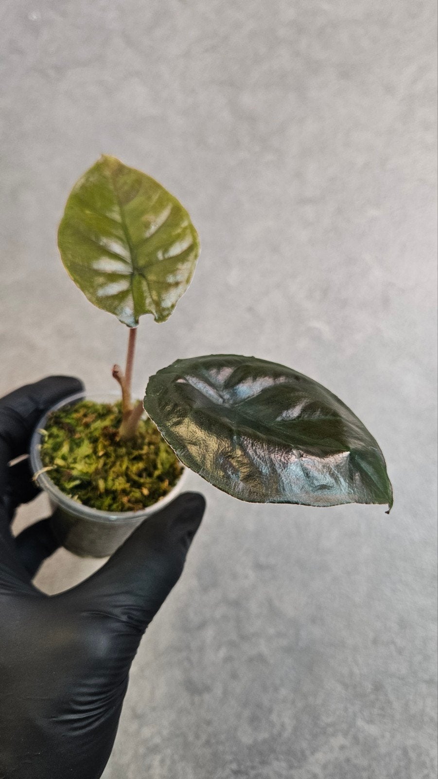 Alocasia Infernalis Kapit Black Magic, Ophalen of Verzenden, Halfschaduw, Minder dan 100 cm