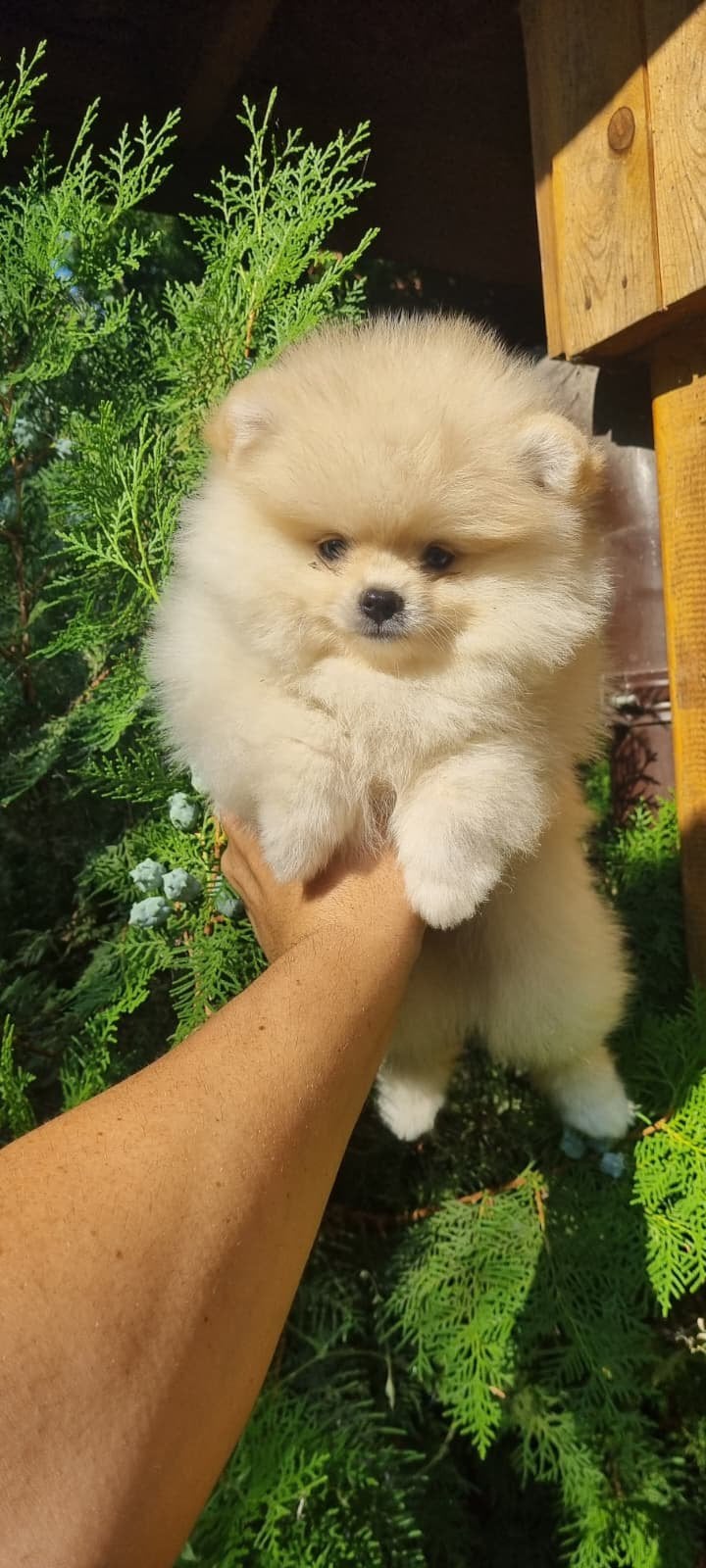 Pomeriaan pup, Dieren en Toebehoren, Honden | Poolhonden, Keeshonden en Oertypen, Particulier, Keeshond, 8 tot 15 weken, Buitenland