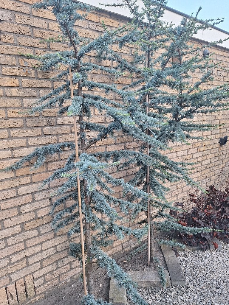 5 Ceders, Tuin en Terras, Planten | Bomen, Ophalen, Halfschaduw, Overige soorten
