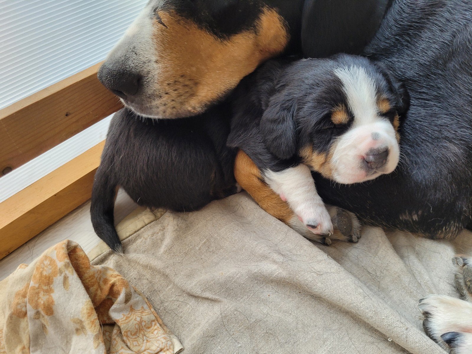 Entlebucher Sennenhond pup  Cavalier King Charles Spaniel, Parvo, Reu, 8 tot 15 weken, Eén hond