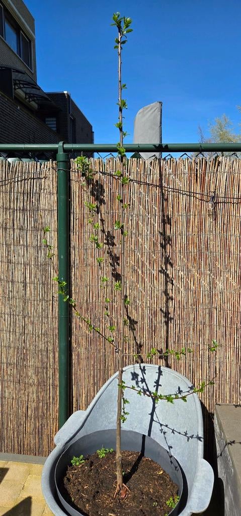 pruimenboom, Tuin en Terras, Ophalen, Minder dan 100 cm, Overige soorten