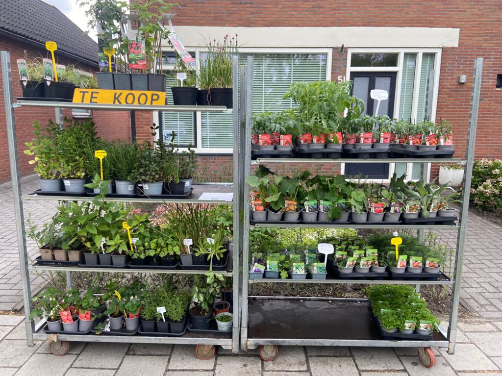 Vaste planten en groenteplanten, Tuin en Terras, Volle zon, Vaste plant, Zomer, Ophalen