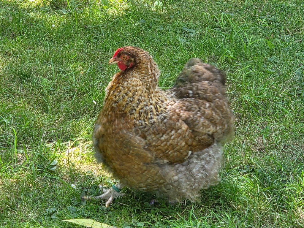Orpington groot, Meerdere dieren, Kip