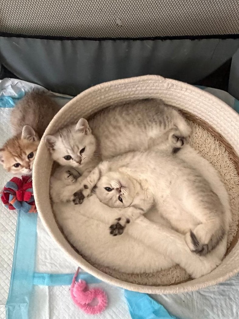 Britse Kortharen kittens (puur ras), Meerdere dieren