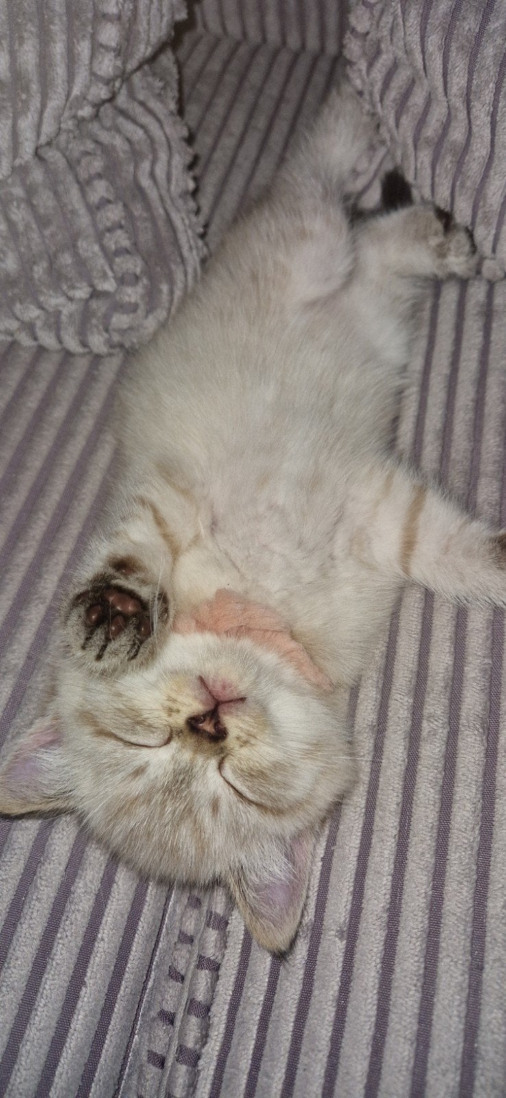 Raszuivere Britse Lynx Tabby Point kittens kort/langhaar, Meerdere dieren