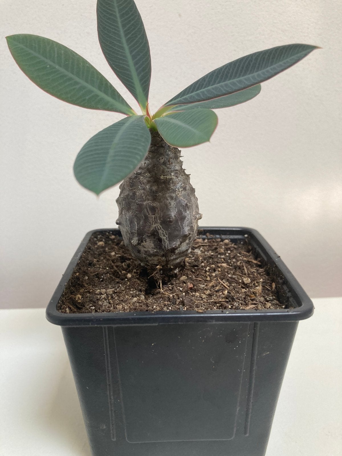 Euphorbia Pachypoides, Vetplant, Ophalen of Verzenden, In pot, Minder dan 100 cm
