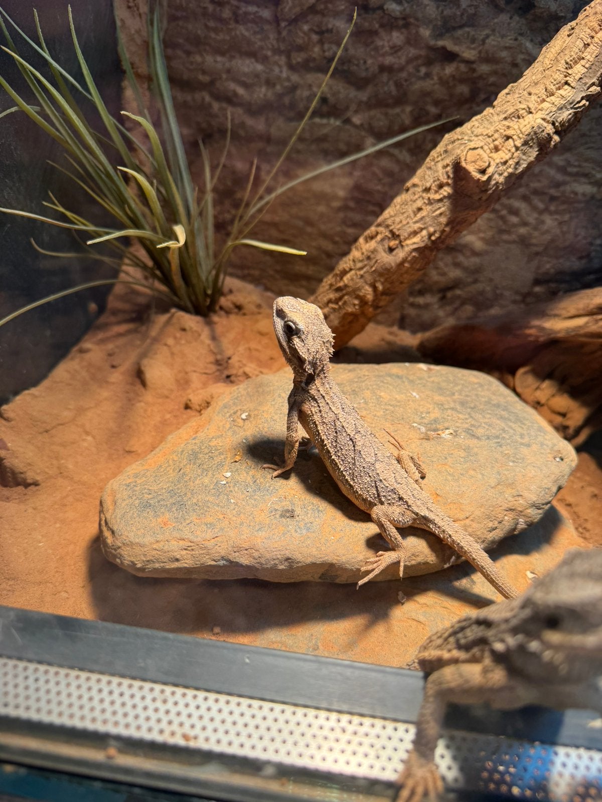 Baardagaam (pogona minor) Bearded Dragon - male for sale from Eelco