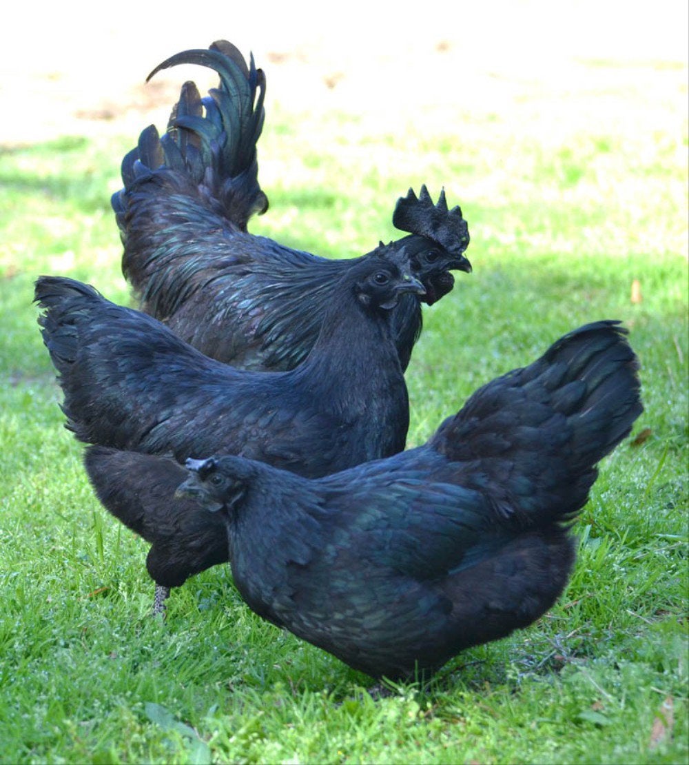 Raszuivere hennen Ayam Cemani en Cochin kriel cream legbar, Dieren en Toebehoren, Meerdere dieren, Kip
