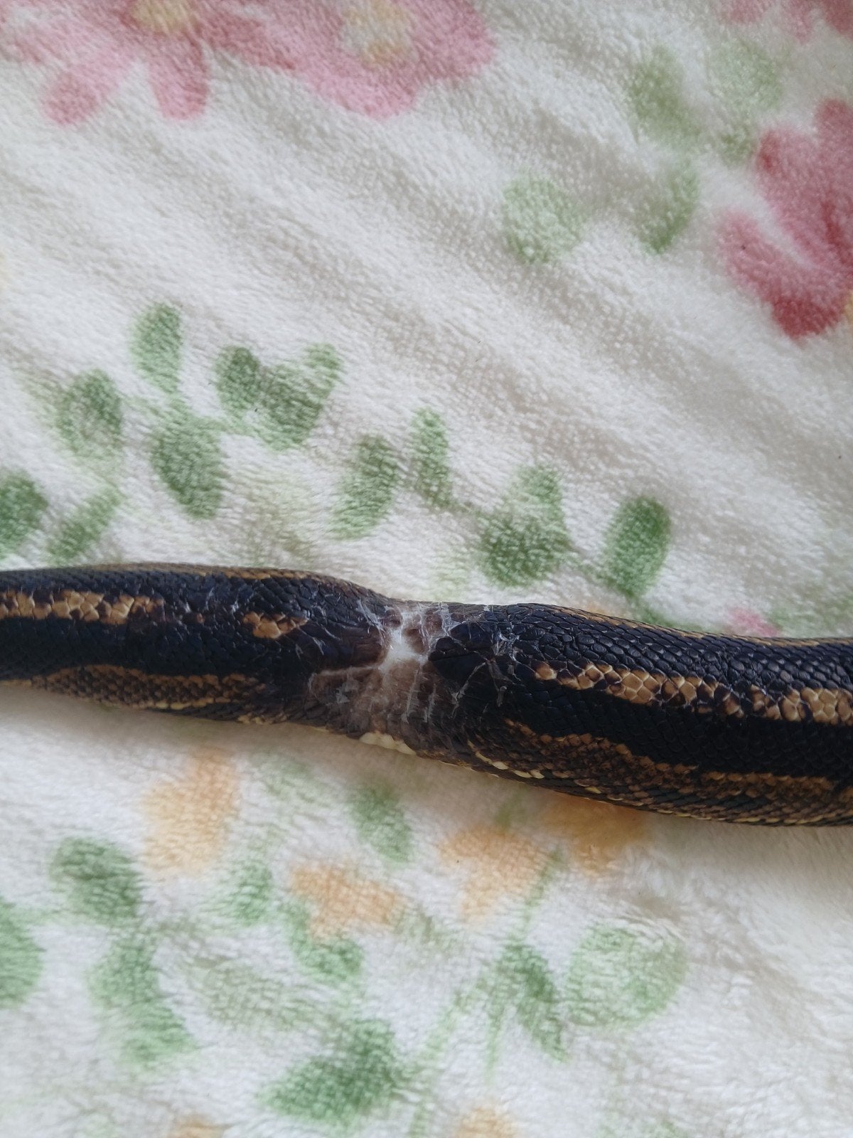 koningspython man vrouw Ball Python photo 5