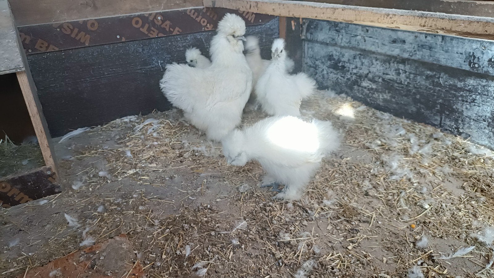zijdehoen kuikens.     zijdehoenders, Meerdere dieren, Kip