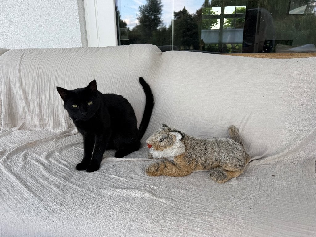 Waldo zoekt een nieuw thuis!, Kater, Kortharig, 0 tot 2 jaar