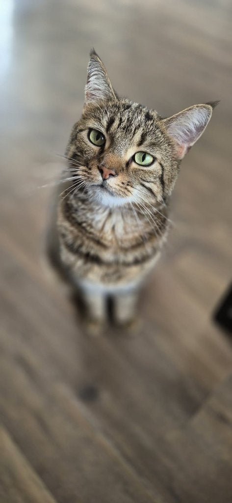 Vermist kater Doerak, Kat