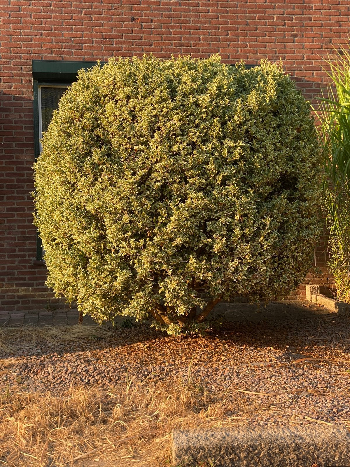 Bonte Hulst “Argentea Marginata”, Bloeit niet, Overige soorten, 100 tot 250 cm, Ophalen