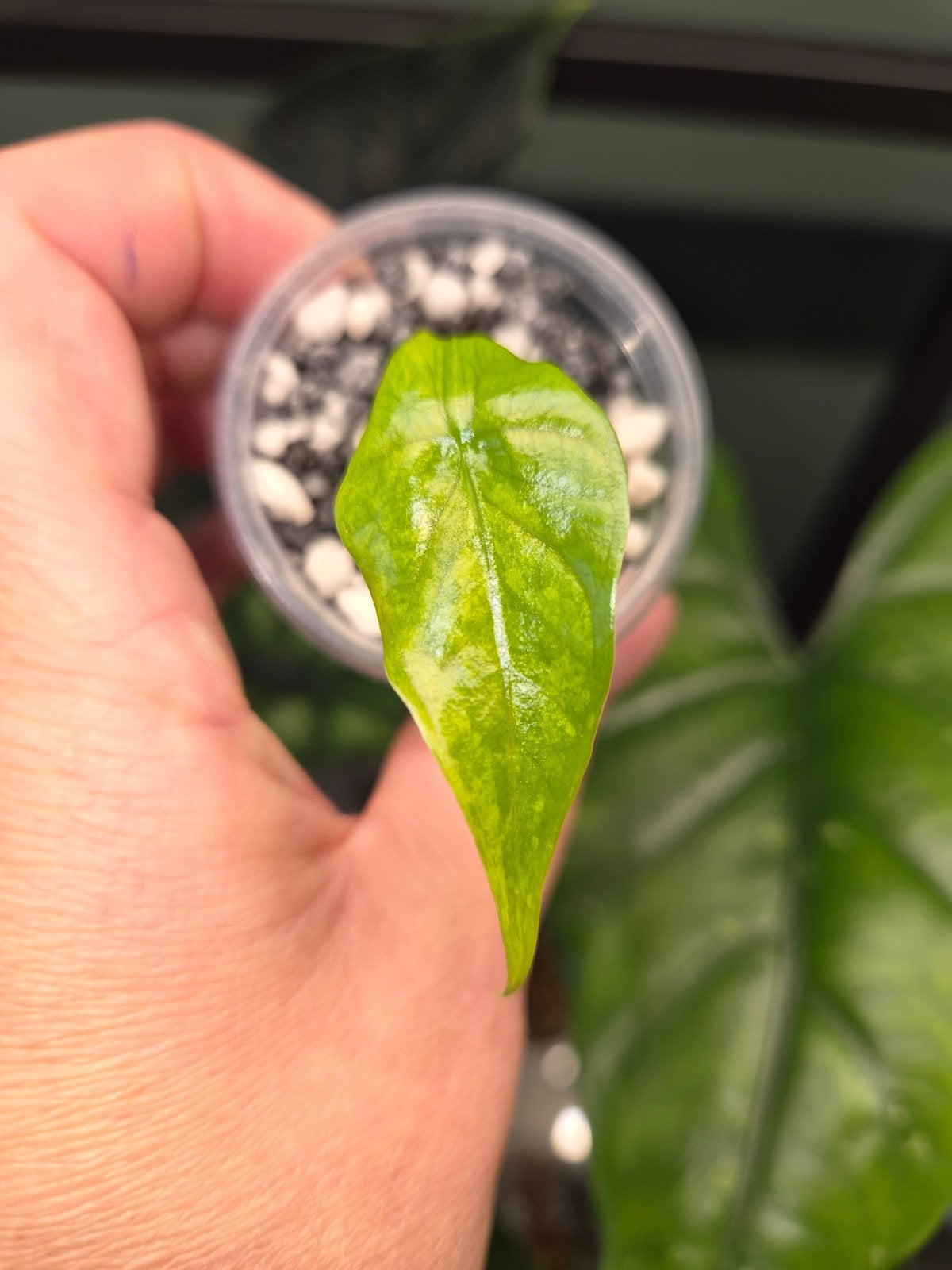 Alocasia Simpo Aurea Variegata, Ophalen of Verzenden, Halfschaduw, Minder dan 100 cm