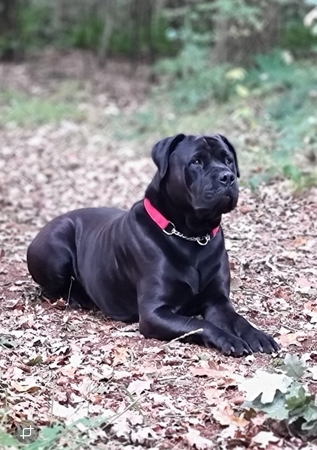 Once in a lifetime pups! Boerboel x Rottweiler/Boerboel, 8 tot 15 weken, Groot, Meerdere, Meerdere dieren