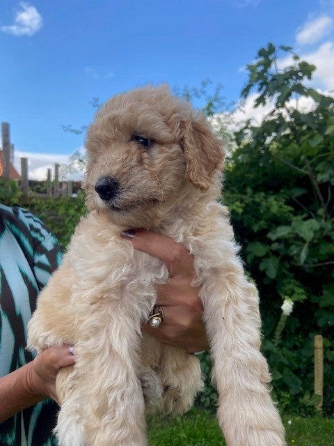 Australian Labradoodle Pups, getest door therapiehond bureau, Parvo, Overige rassen, 8 tot 15 weken, Meerdere