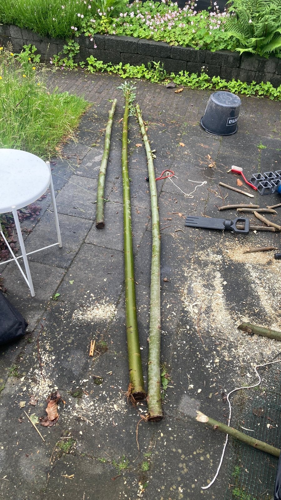 Stekken schietwilg knotwilg salix alba mannelijk, Overige soorten, Lente, 100 tot 250 cm, Ophalen