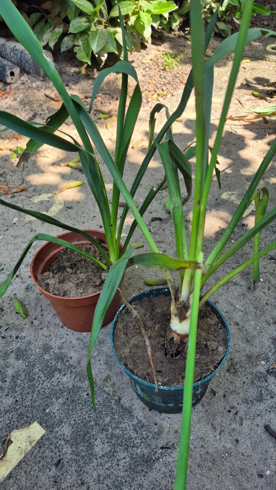 Tuinplant | palmlelie, Volle zon, Vaste plant, Zomer, Ophalen