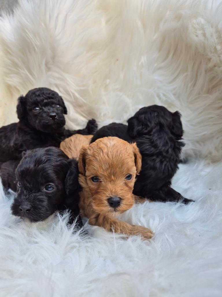 Maltipoo  pups ,kleinblijvend🤩, Overige rassen, Meerdere, Meerdere dieren, Nederland