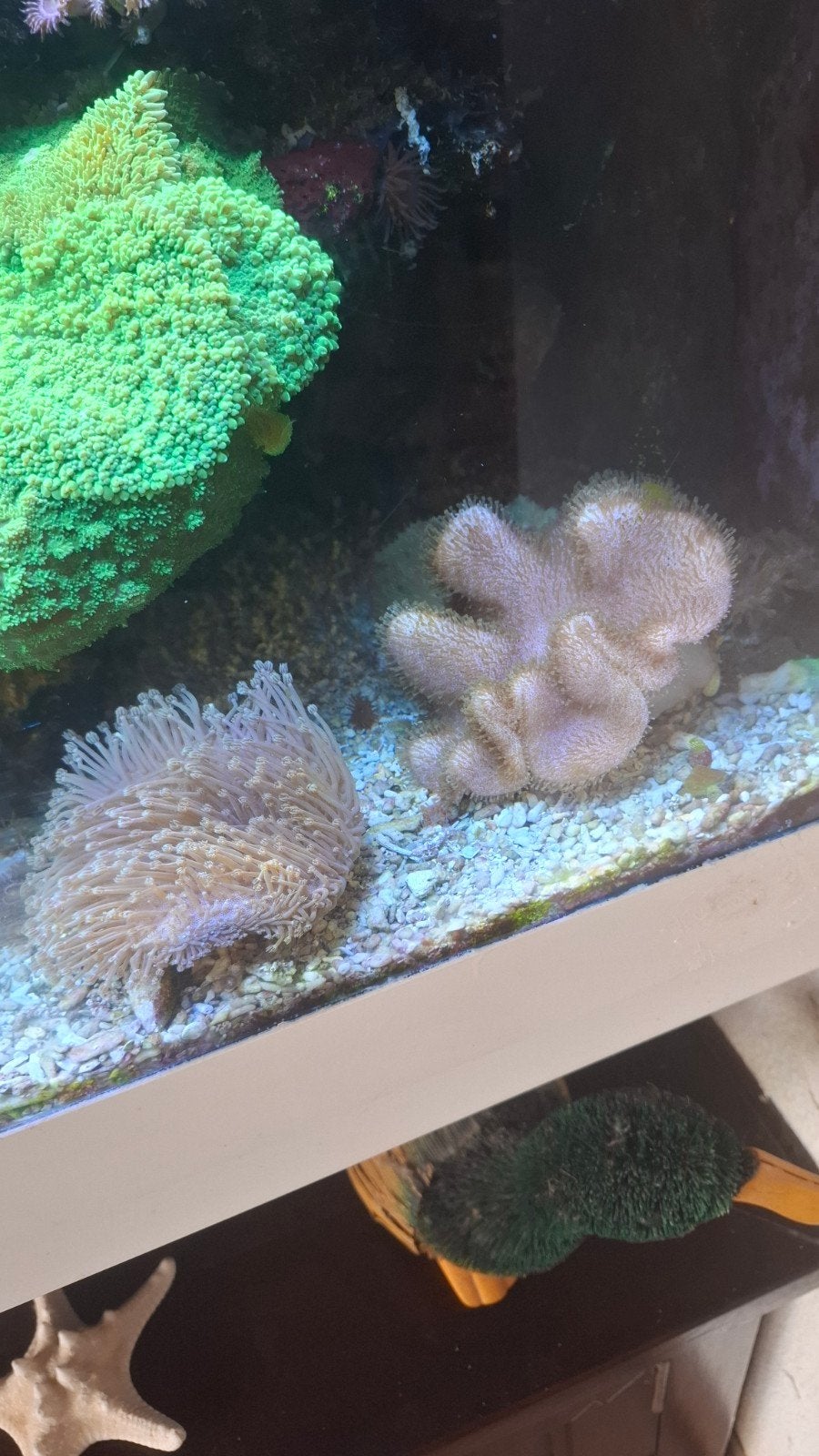te koop  leders, Dieren en Toebehoren, Vis