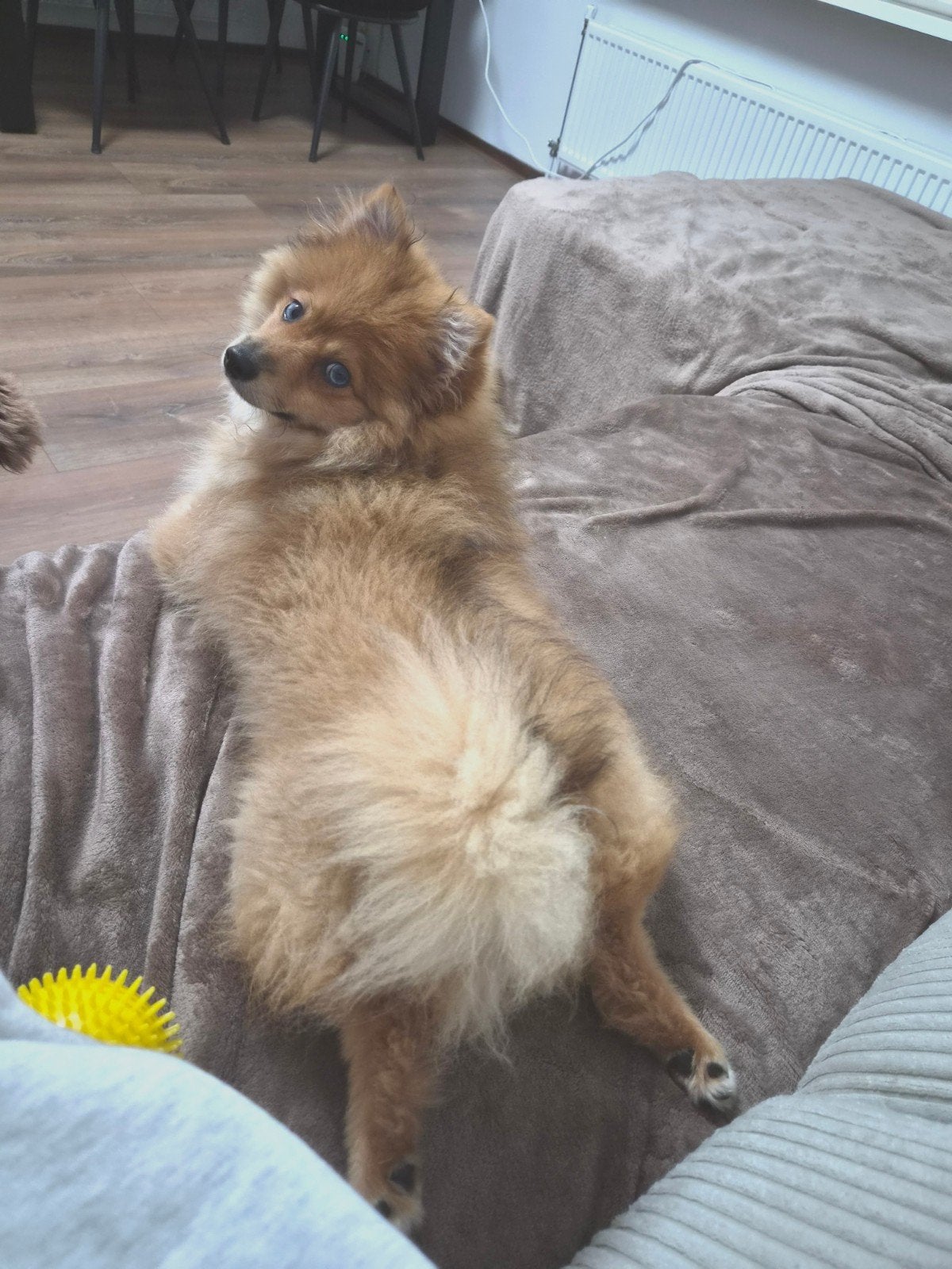 Pomsky Pup 6 maanden oud, 15 weken tot 1 jaar, CDV (hondenziekte), Eén hond, Nederland