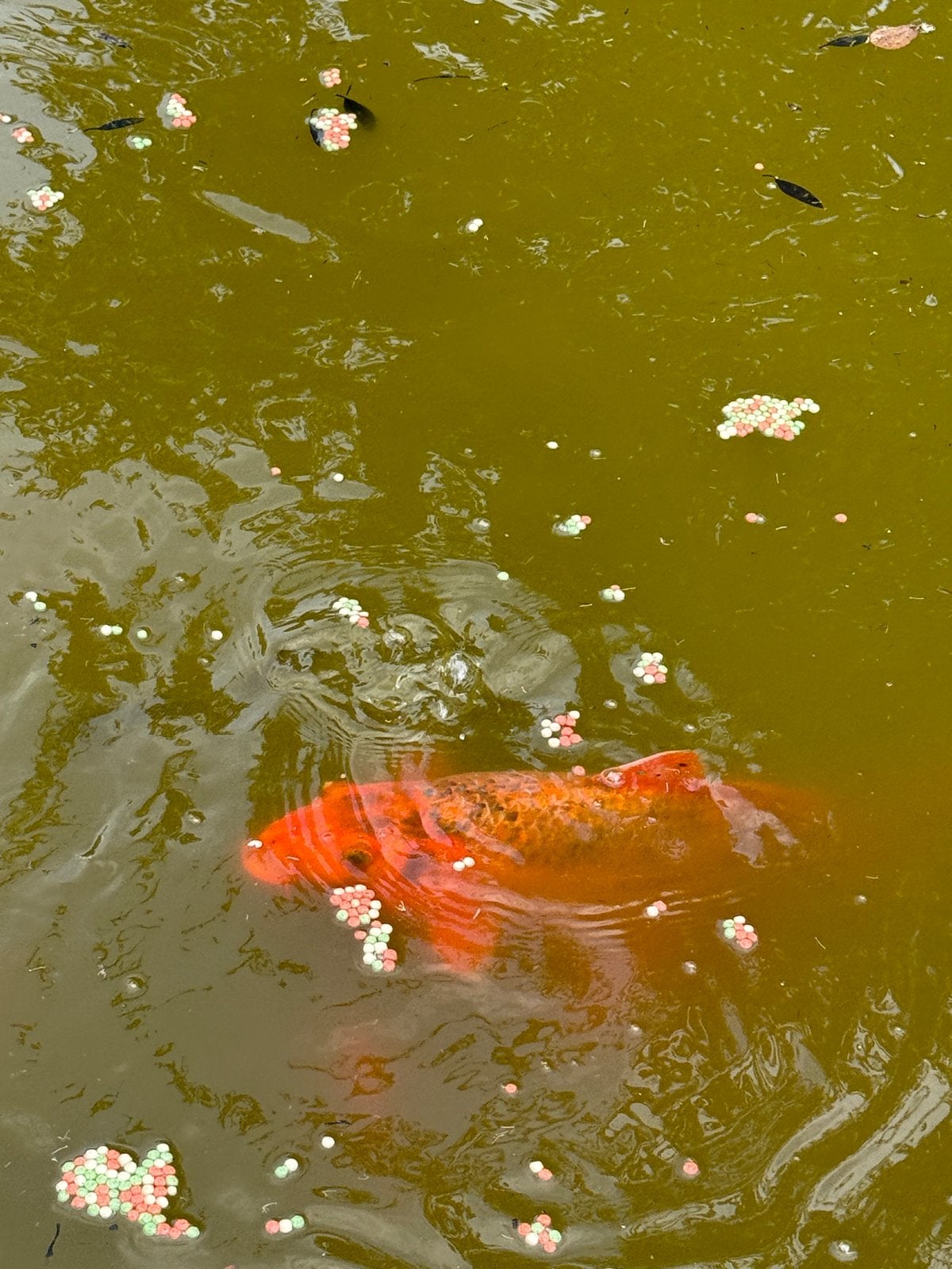 Diverse vijver koi karpers en andere vissen, Karper of Koi