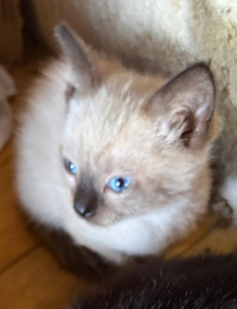 Kittens siamees x europeese korthaar, Meerdere dieren, Kortharig, 0 tot 2 jaar