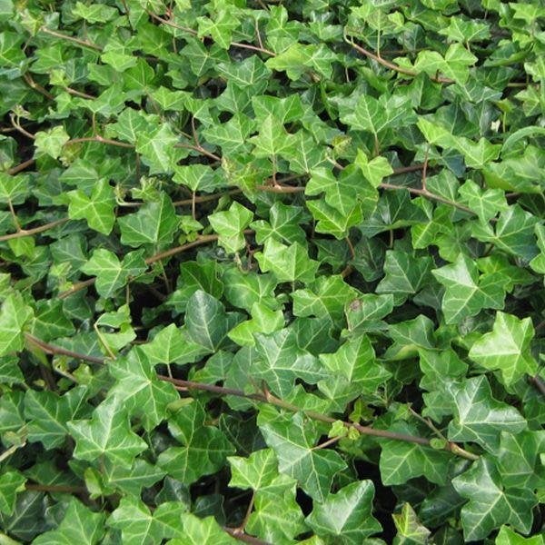 Klimop 100 cm gestokt, Hedera hibernica € 2,50, Vaste plant, Ophalen of Verzenden, Bloeit niet, Halfschaduw