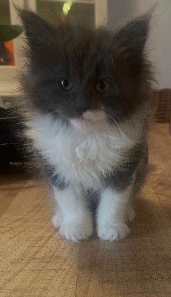 Mainecoon X Ragdoll kitten, Poes