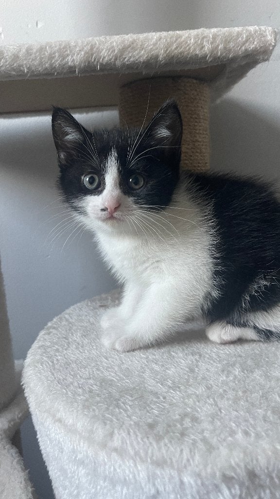 Siamese father Kittens Looking for a New Home, Meerdere dieren, 0 tot 2 jaar