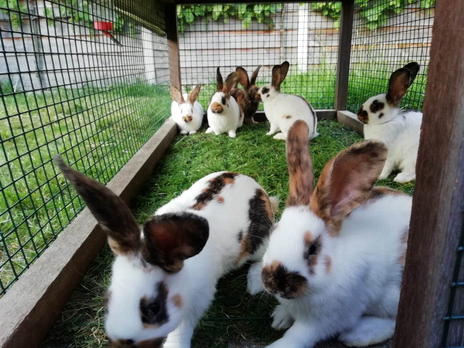 Rijnlander middelgroot, Dieren en Toebehoren, Meerdere dieren, Middelgroot, 0 tot 2 jaar