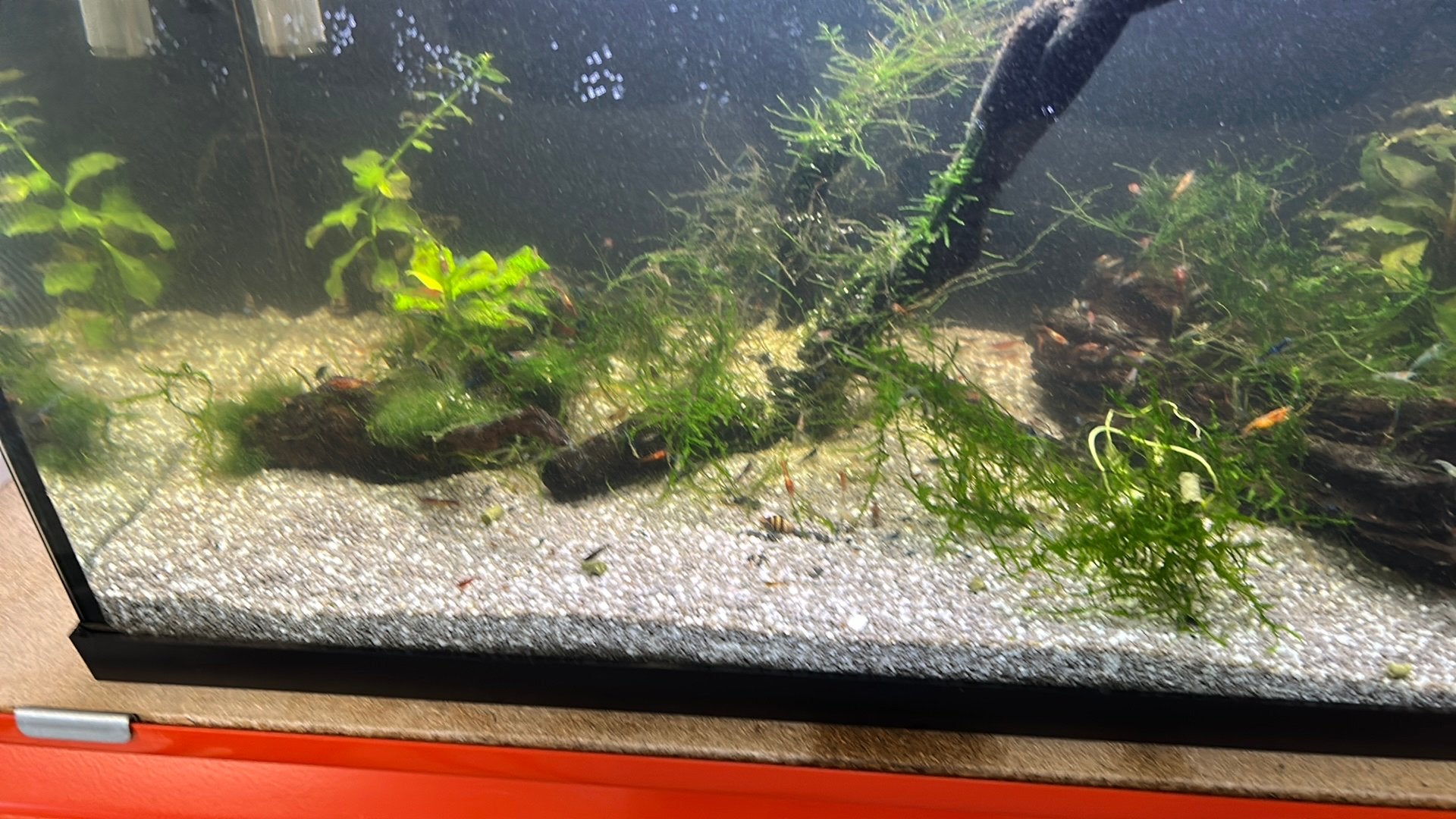 Wildkleur garnalen zelf uitzoeken op kraanwater, Dieren en Toebehoren, Kreeft, Krab of Garnaal