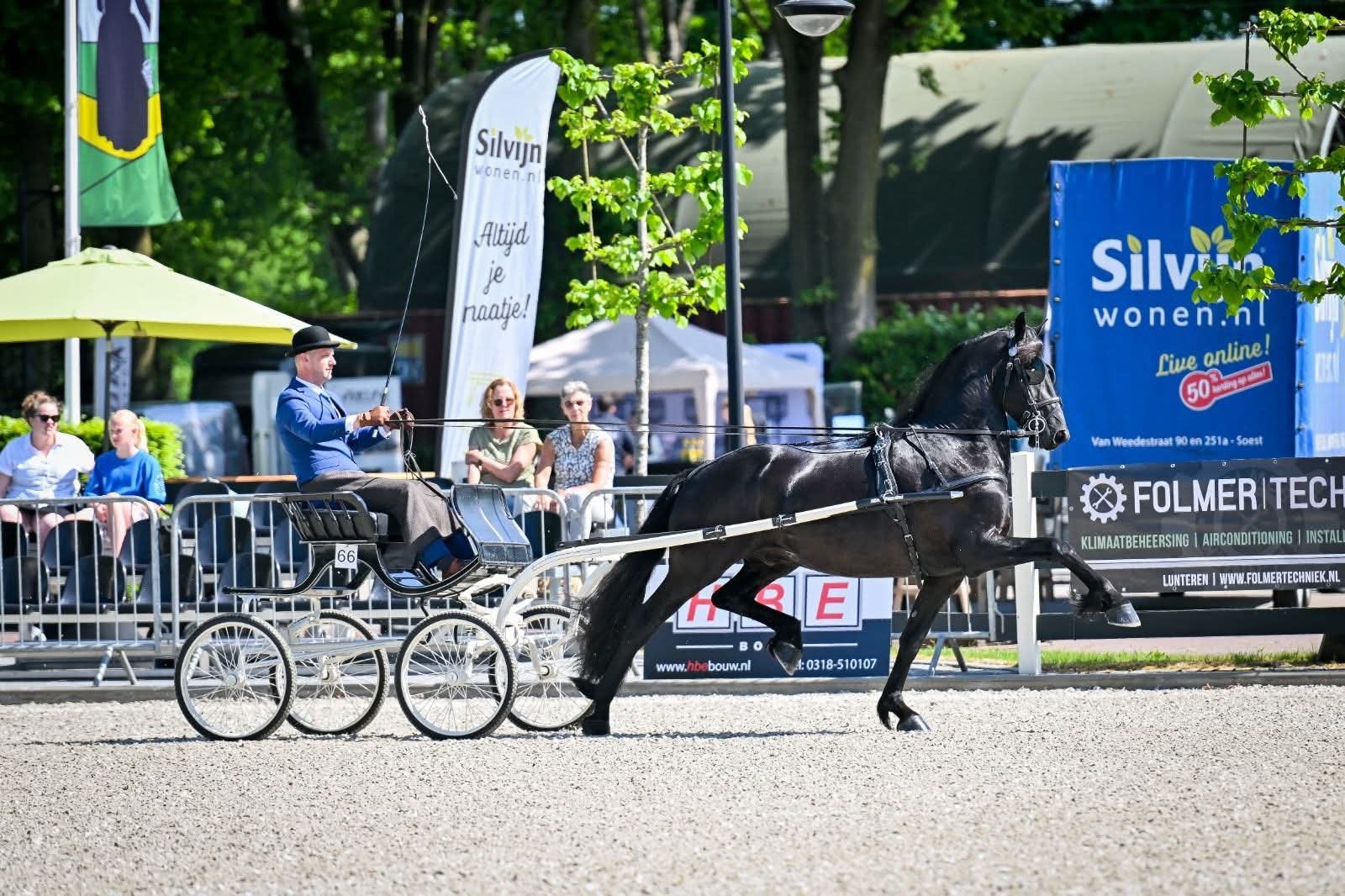 Charmante Ster Sport Elite friese ruin, Dieren en Toebehoren, Paarden, ZZ, Met stamboom, Ruin, Dressuurpaard