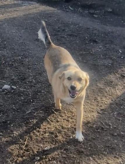 Suzy zoekt baasje, Dieren en Toebehoren, Honden | Niet-rashonden, Particulier, Buitenland, Teef, Parvo
