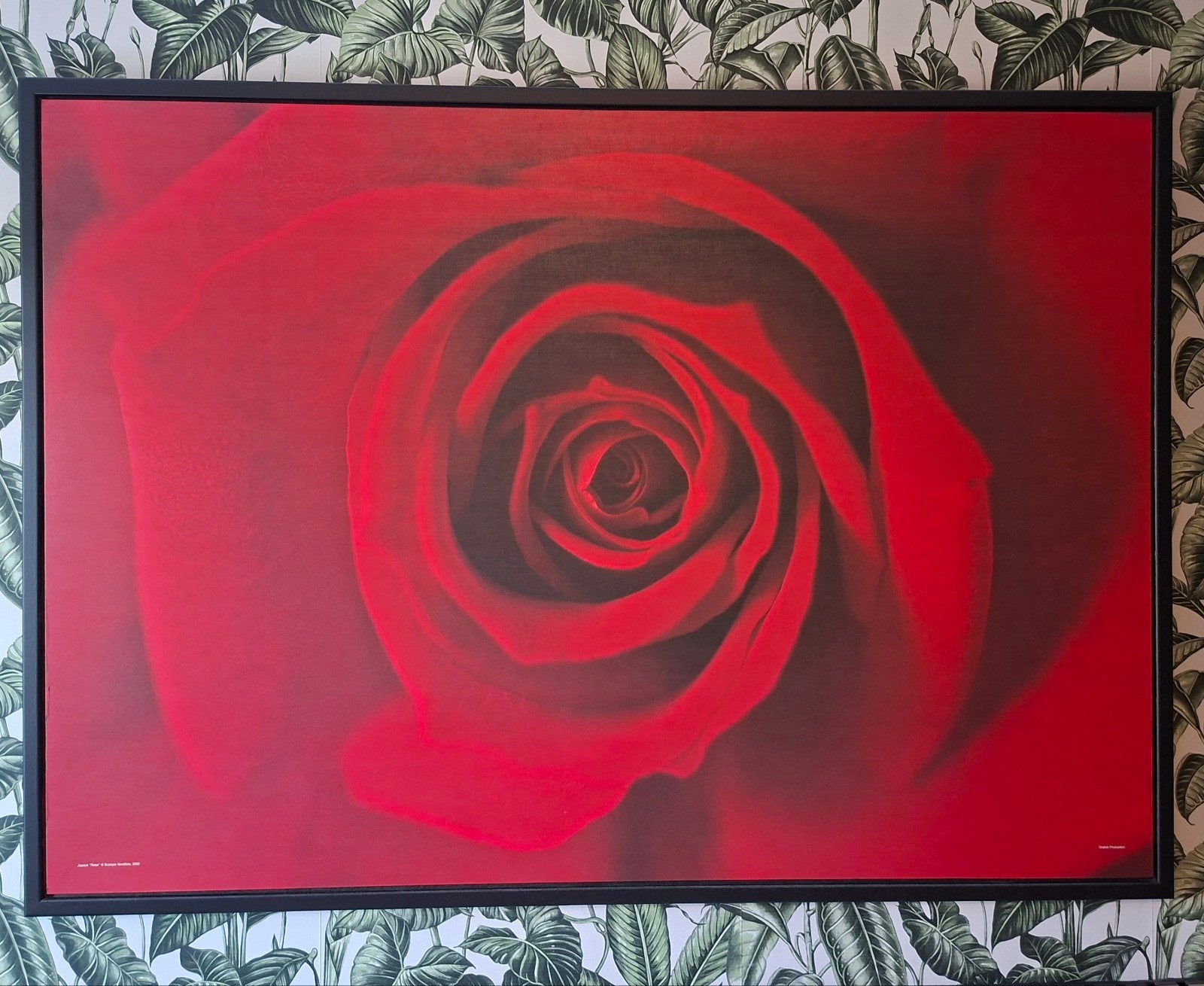 Grote poster van roos met zwarte lijst, Ophalen, 125 cm of meer, Foto of Poster