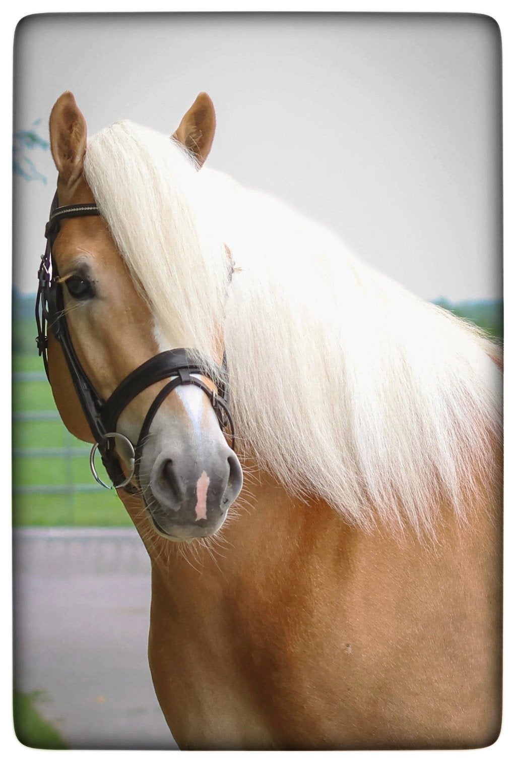 Mooie Haflinger te koop, Hengst, Zadelmak, E pony (1.48m - 1.57m), 3 tot 6 jaar