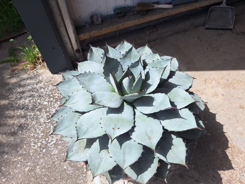 Agave  parryy var. truncata, Volle zon, Vaste plant, Bloeit niet, Ophalen